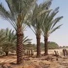 نخيل بجميع انواعه ومقاساته