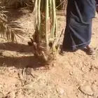 نخيل للتوريد مورد نخيل