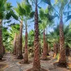 نخل وشنطتي زينه يوجد لدينا جميع المقاسات والحجام ونخل عربي