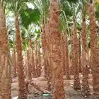نخل وشنطني زينة للبيع جميع انواع المقسات في الرياض توصيل خار