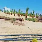 يوجد لدينا انواع النخيل المثمر والزينه جميع المقاسات الكبيرة