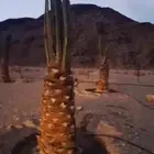 نخل للبيع من متر ونص الا مترين برني العلا وبرني العيص