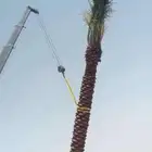 شبك شبوك مزارع نخل عربي نخيل زينه