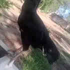 دجاج باكستاني جوده ممتاز