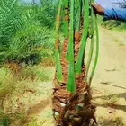 نخيل القصيم سكري صقعي مجدول فسايل جثايث