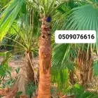 نخيل بجميع انواعه ومقاساته