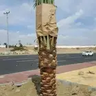 نخيل طيب جميع انواع ومقاساته