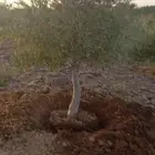 زراعة النخيل وشبوك المزارع
