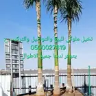 نخل ملوكي للبيع والتوصيل