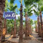 نخيل وشنطنيا
