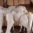 لبيع 26 من البهم يعيد كله ماعاد ثنين كله خرفان فيه 9 رخال.