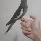 طير كروان اليف( تم البيع )