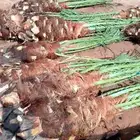 نخل عربي مثمر وواشنطني لزينه