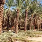 نخل هلال وعربي