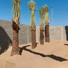 يوجد لدينا جميع انواع النخيل العربي ولواشنطن ابومروحه