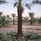 نخل عربي هلال وشطني