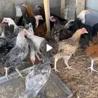 السلام عليكم افلح من ذكر الله وصلى على النبي للبيع ديكه العم
