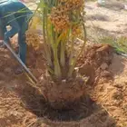 نخيل بجميع انواعه ومقاساته