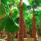 نخل واشنطني ملكي