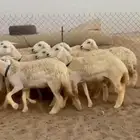 رخال صنف 20 بفحله