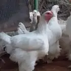 دجاج براهما مستوى فخر