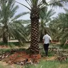 نخيل نخل مقاول شبوك شبك