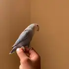 روز للبيع