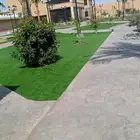 عشب جدارى عشب ارضى تنسيق حدائق