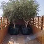 يوجد لدينا جميع انواع الزيتون المثمر لتواصل علا