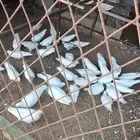 حمام فرنسي