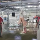 ذياىح