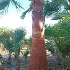 نخل واشنطن زينه امريكي ابو مروحه