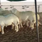 مشروع فحل صنف