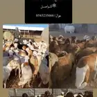 ذبايح للبيع مع التوصيل والذبح والتغليف حسب طلب العميل