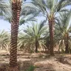 يوجد لدينا جميع أنواع النخيل العربي والواشنطني