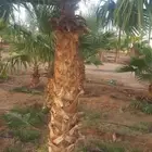 يوجد لدينا نخيل عربي وواشنطني