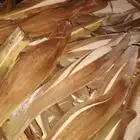 لقاح نخيل بار جديد طازج