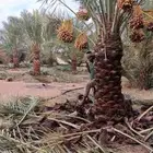 نخيل طيب اخلاص للبيع