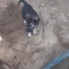 للتبني كلاب
