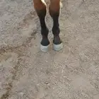 مهر واهو والبيع شعبي