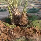فسايل عجوه مجدول وصقعي وعنبره ورثانه بسعار مناسبه