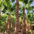 توريدنخيل وأشجار زيتون