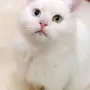 قط جميل عيون لونين