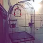 امازوني بلوفرنتد اليف للبيع 