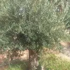 اشجار الزيتون الممر
