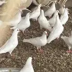 بيع زغاليل حمام فرنسي سوبر جامبو كميات