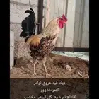 تم البيع