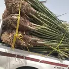 النخل للبيع