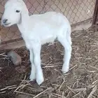 نواع طلي يرضع من عنز شرط