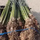 يوجد لدينا جميع انواع انخيل